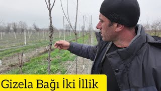Gizela 6 İkinci Illin Gilas Bağı