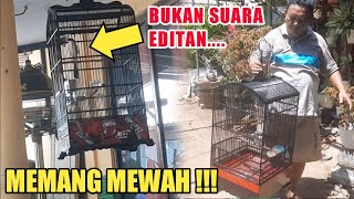 Download Lagu CENDET LANGKA BOLO! JARANG ADA, PERHATIKAN POSTURNYA, POSISI PARUHNYA MP3 Download Lagu CENDET LANGKA BOLO! JARANG ADA, PERHATIKAN POSTURNYA, POSISI PARUHNYA MP3