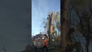 Black bear tree care in action huge removal master arborist #arborist #treespecialists scarborough