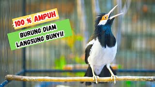 Pancingan Jalak Suren Gacor Full Isian! Cocok Untuk Masteran Jalak Muda dan Emosi Jalak Lain !