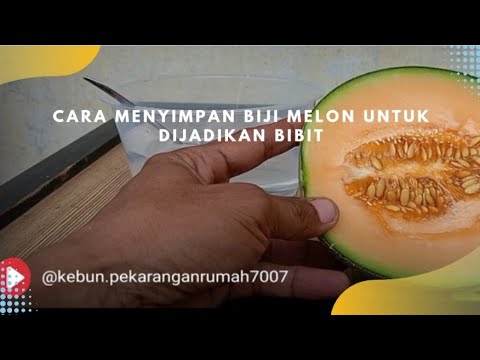 Video: Menyimpan Biji Melon - Kapan Memanen Dan Cara Mengawetkan Biji Melon