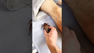    البنت حط ت صرصور مزيف في ملابس أبوها  وردة فعله كانت صادمة               سمعها