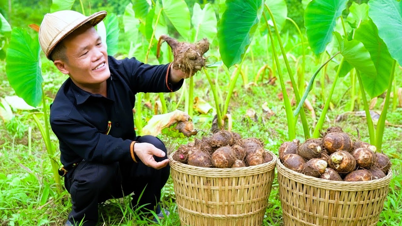 Dwarf Family: Harvesting Wild Taro Near King Cobra Habitat and a Terrifying Crocodile Attack