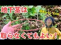 地下茎を取らないのに雑草が生えてこなくなる!根本的な地下茎対策をしよう!