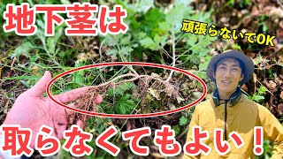 地下茎を取らないのに雑草が生えてこなくなる！根本的な地下茎対策をしよう！