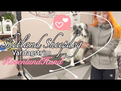 Video: Fantastiska hundleksaker från Global Pet Expo