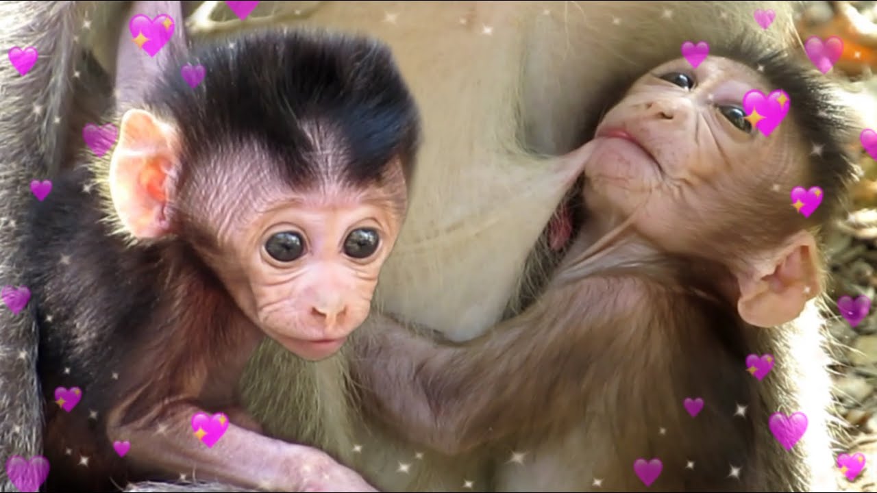 MONKEY EAT BANANA🐒GIVE BANANA TO GROUP MONKEYS EAT - YouTube