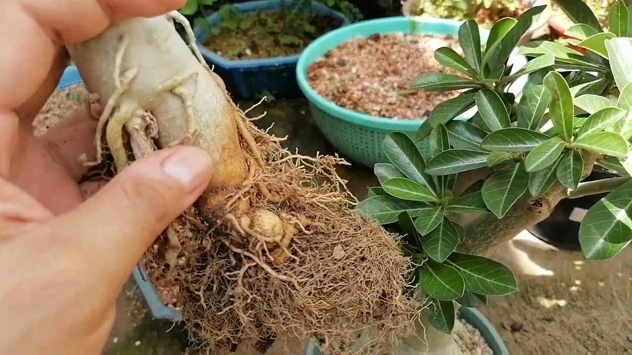 Как сделать бонсай из пустынной розы