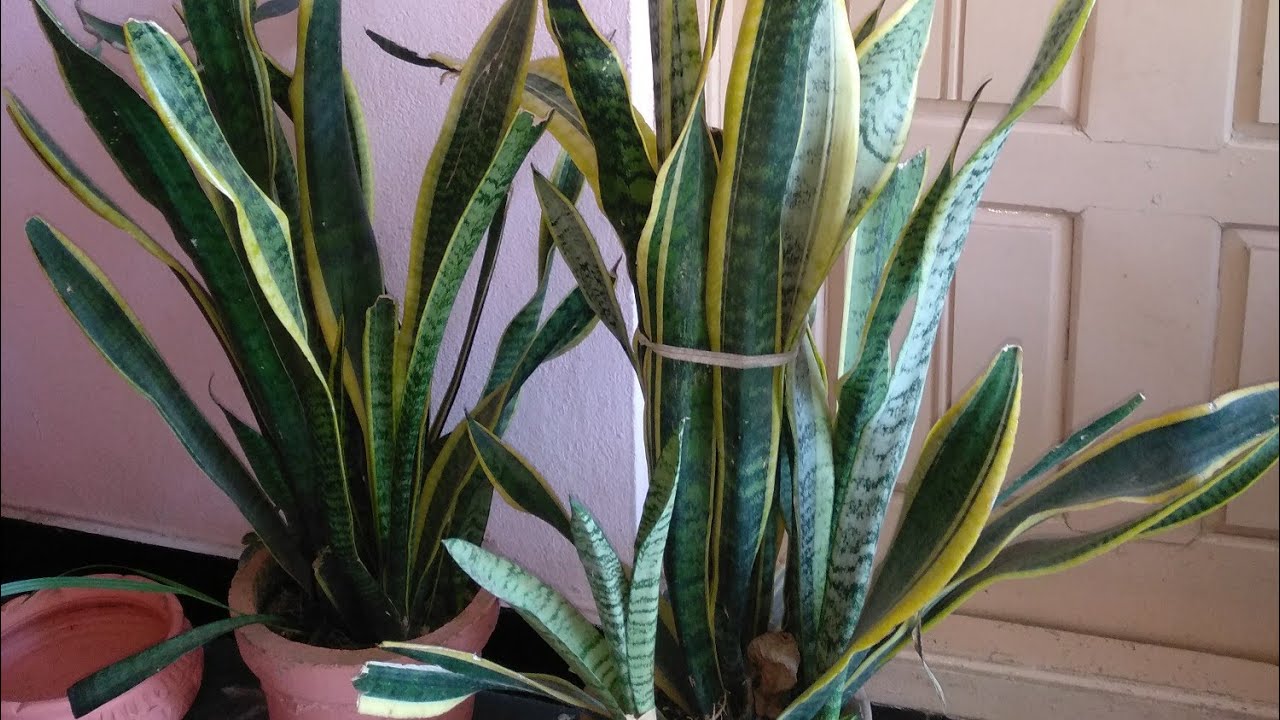 Snake plant care of tips for long growth - YouTube