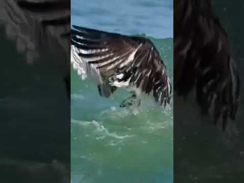 วีดีโอ: สัตว์ประหลาดมีปีกเป็นนกอินทรี