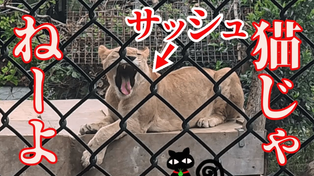 猫じゃねーよ～子ライオンサッシュ～　