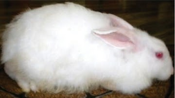 PSEB 5th EVS chapter 7 Punjabi medium | PSEB 5th environmental studies | 5th EVS chapter 7 reading