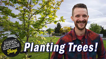 When/How To Plant Trees In Your Yard
