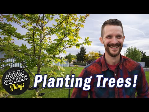 How Much Do Landscapers Charge To Plant Trees?