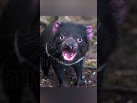 Video: Tasmanian paholainen, eläin: kuvaus, jakelu, elämäntapa