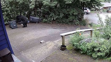 Reolink Captures: Bears VS. Trash Can