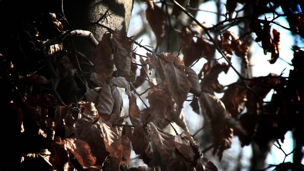Gaelscéal ar Scoil Fuil, Foréigean agus Fuarchúiseachas, image size:1280x720