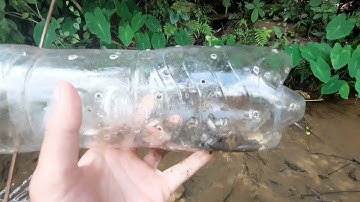 Cách bẫy tôm cá đơn giản nhưng lại vô cùng hiệu quả