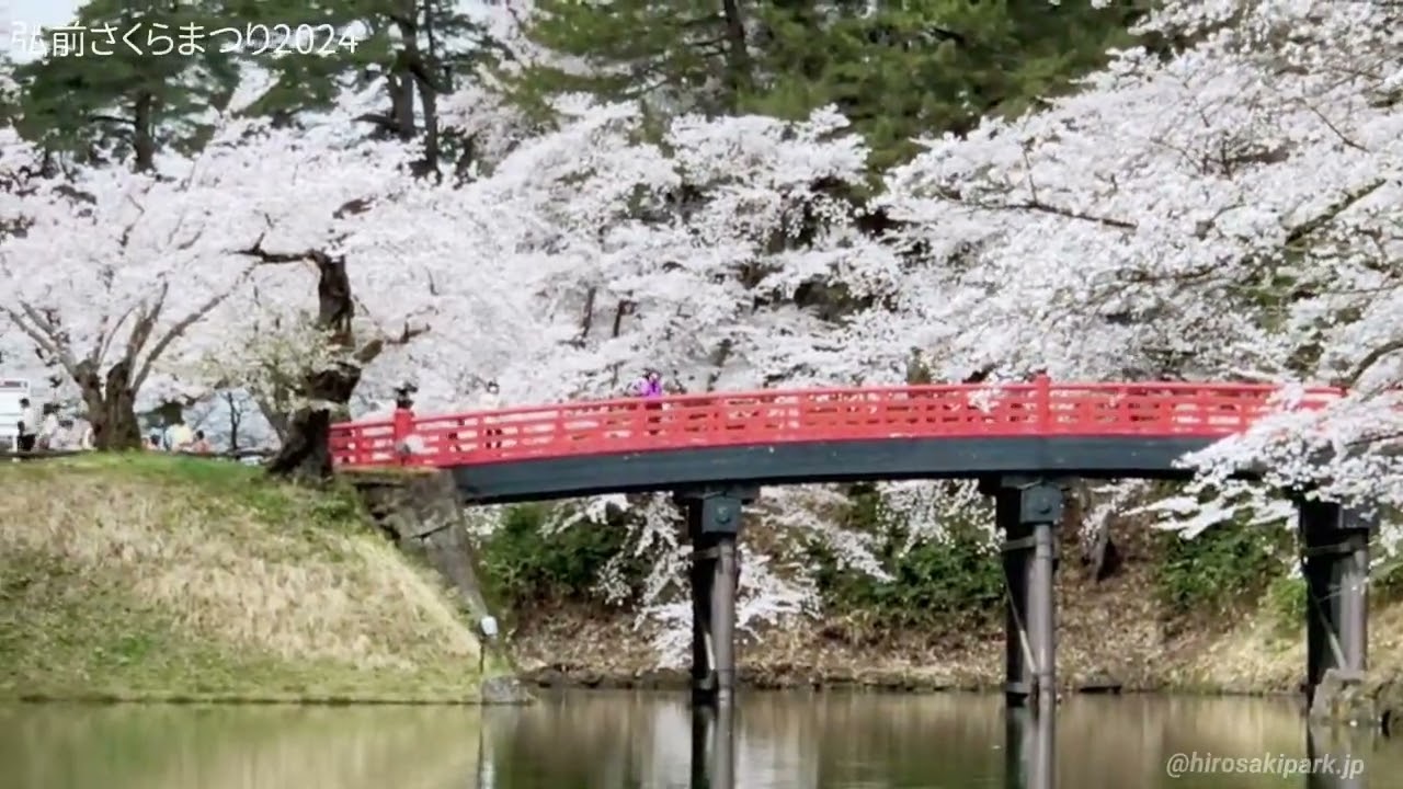 中濠観光舟が営業中です!【2024年弘前さくらまつり】 - 弘前さくら