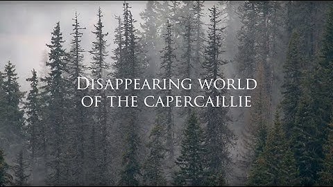 Disappearing World of the Capercaillie (Video)
