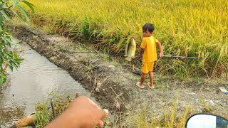Sepetang Ngail Ikan Sawah