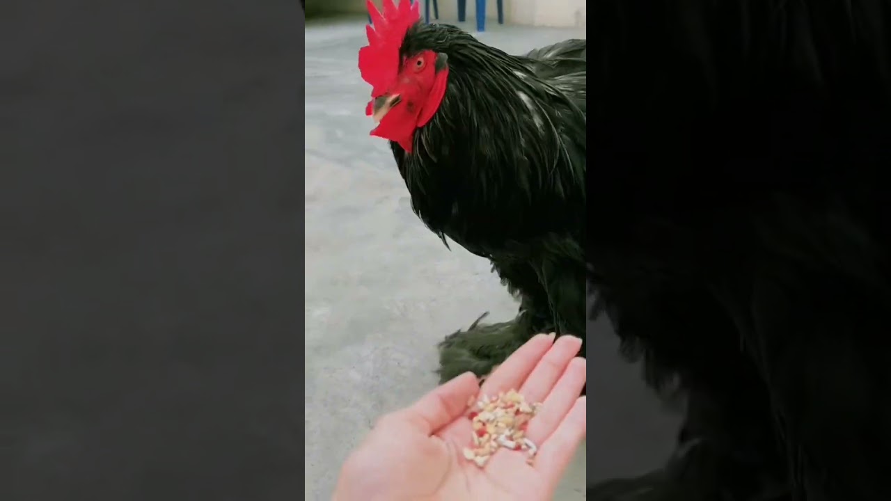 black heavy buff biggest chicken in world 