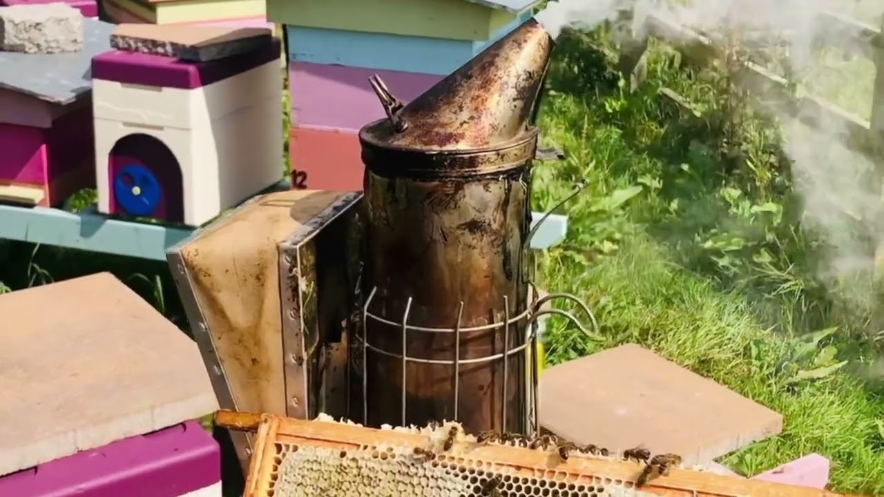 Wildlife habitats on Wildacres