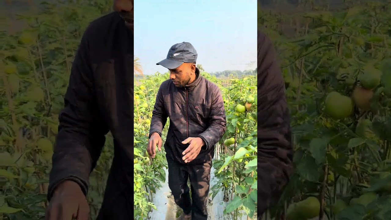 এমন জাতের টমাটো চাষ করতে পারেন 