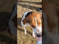 Video of adoptable pet named Dixie