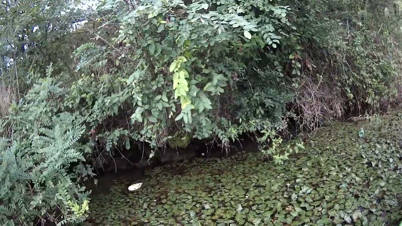 낙동강 쓰레기 수거 - 경천섬 - 카약