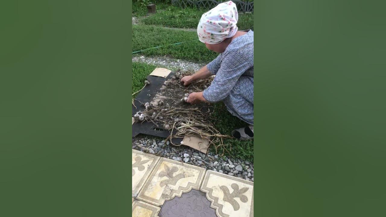 Бабушка плетет косички из чеснока - YouTube