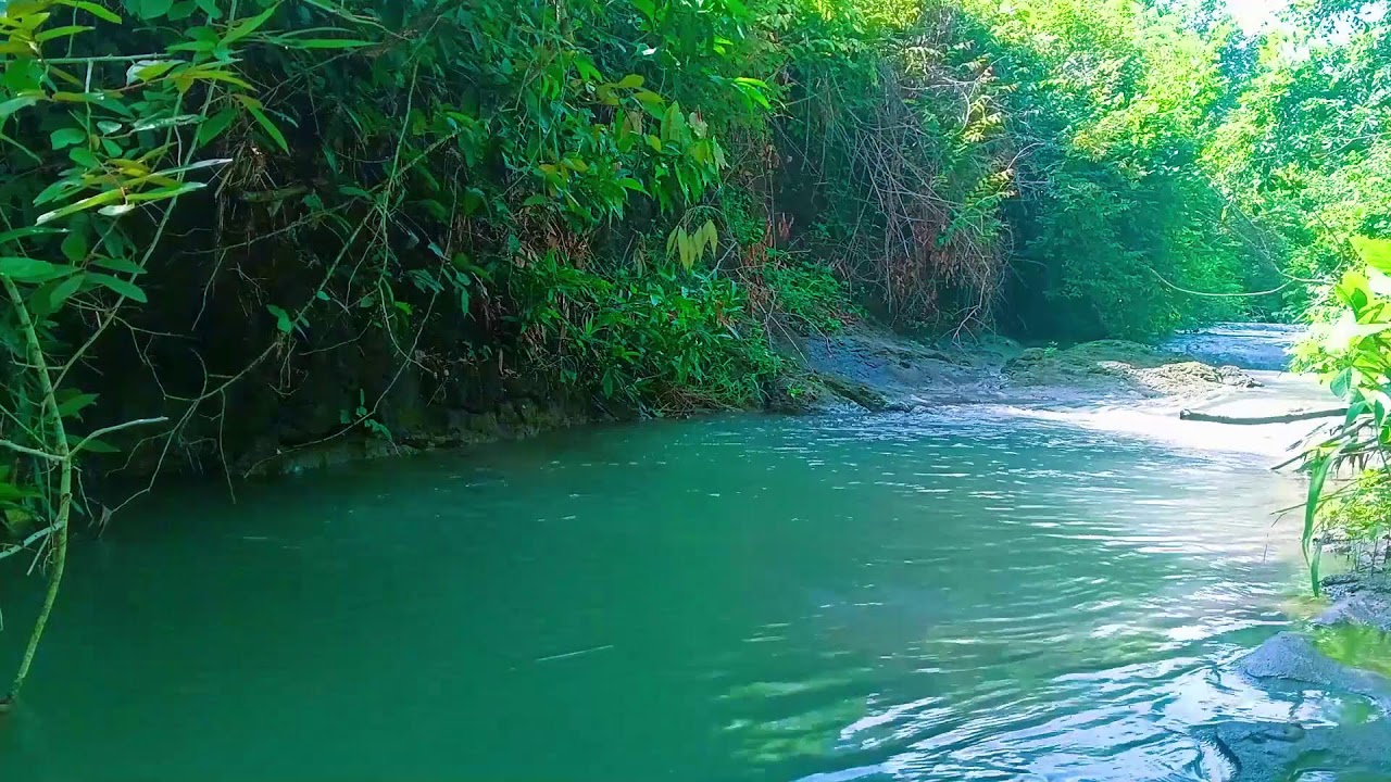 Relaxing Sounds for Sleep 🌲 Healing Water Sounds for Sleep