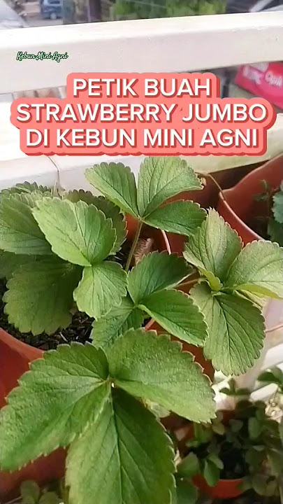 Petik Buah Strawberry Jumbo Di Kebun Mini Agni#strawberry #petikstrawberry