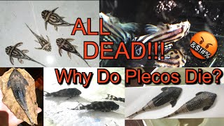 Why Do #Plecos #Die so Easily in Our #Aquariums??? #Pleco #FishTank