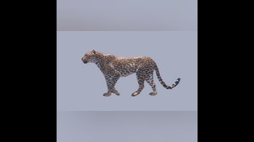 Leopard WalkCycle #leopard #wildlife #animals #walkcycle #shorts #yt #trending #3danimation #blender