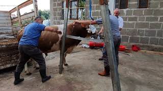 أسهل طريقة لذبح الأبقار في تركيا