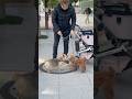 Japanese dogs playing together🤝💕||animals of Japan and Pakistan||