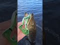le float tube pour la Suède c'est possible. brochets et perche au rdv. #fishing #sportex #nokill