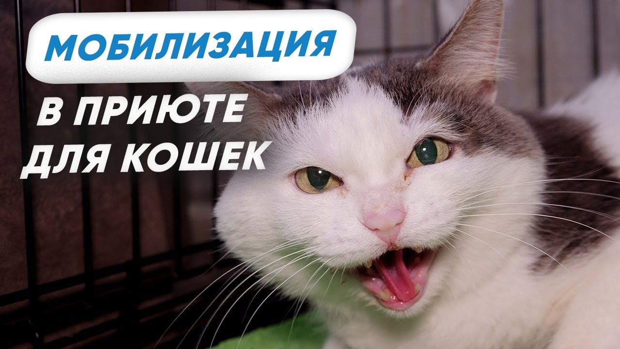 Как кошки попадают в приют из-за мобилизации? Что делать, чтобы пристроить животное в другую семью?