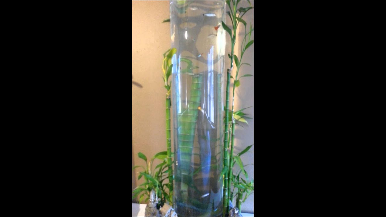 Lucky bamboo aquarium YouTube