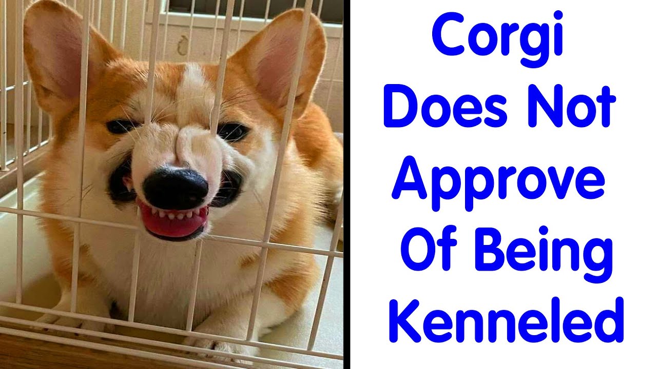 People Are Sharing Pics Of Their Dogs Acting Bizarre - Funny Dog