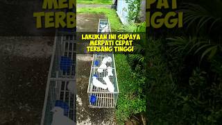 Cara Agar Merpati Cepat Terbang Tinggi shorts merpatiku viralshorts  merpatikolong