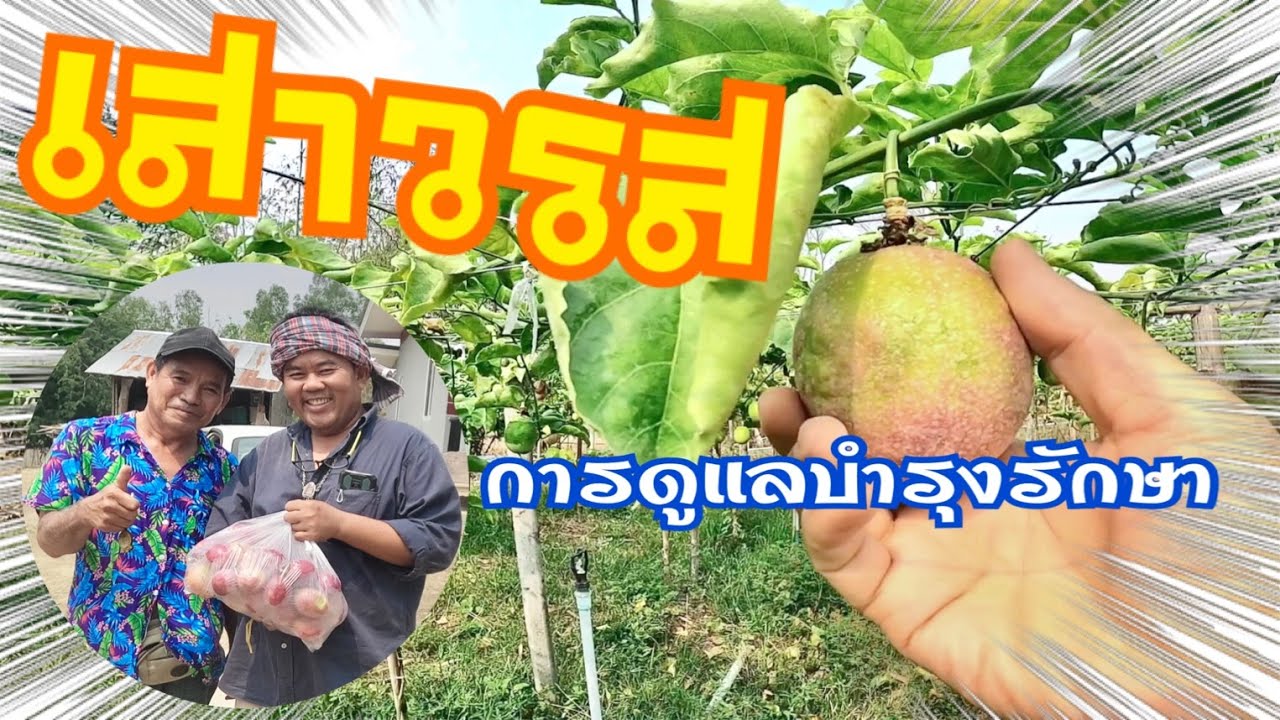 เสาวรสกับการดูแลเอาใจใส่
#เสาวรส#PassionFruit