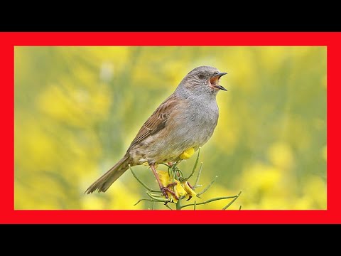 Dunnock Mating Ritual