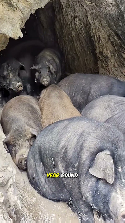 Pig farming in caves