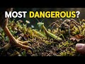 This Insect Hunts Better Than Most Predators | Praying Mantis
