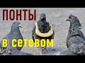 БАДЫ И СЕТЕВИКИ (часть  4) Понты и красивые речи