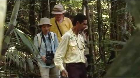 Tucano Amazon Cruise | Manaus Amazon Rainforest