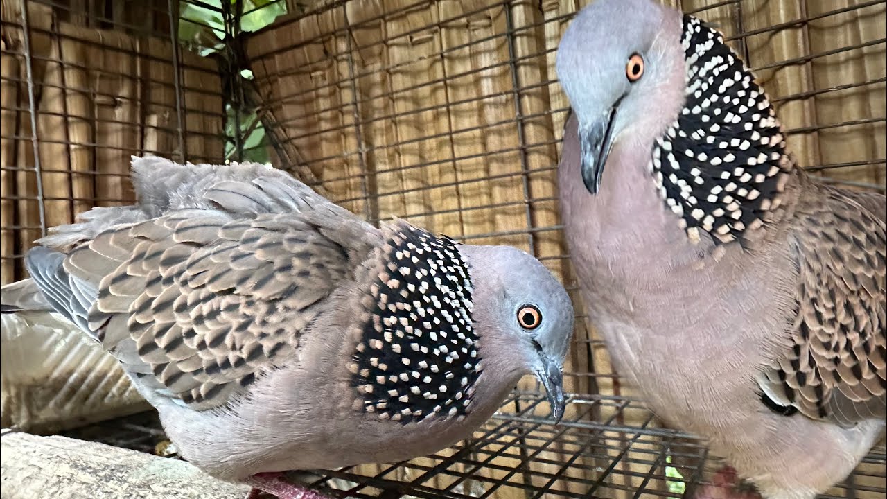 🔴Cu gáy đánh nhau cực căng