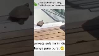 kura kura lari cepat#shorts